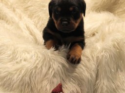 brody 10